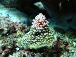 Close up view of a small Acropora sp. coral recruit. Having established itself on the reef and if all goes well, this colony will grow rapidly over the next decade and contribute to the ongoing recovery of coral cover on reefs in the Capricorn-Bunker and Swains sectors of the GBR.