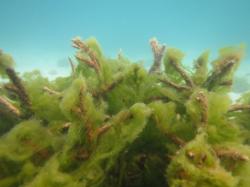 A green filamentous algae caught on a branching Acropora sp. colony at Potter Reef.