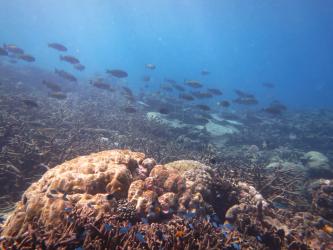 Schools of herbivorous parrotfishes feed on the turf algae growing on surfaces of recently killed corals.  The blue damselfishes are normally only found in live branching corals, but very few such corals remained on Sir Charles Hardy Is Reef in August 2016.