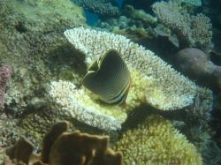 Another cause for concern was the elevated levels of coral disease (white syndrome and brown band disease) recorded on some reefs in the Capricorn-Bunker and Swain sectors. In this photo a triangular butterflyfish (Chaetodon baronessa) was snapped feeding around the edge of a coral scar that exhibited signs typically associated with white syndrome.