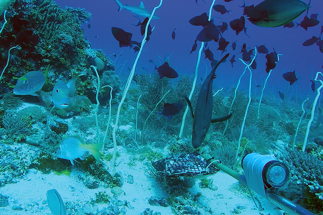 Diverse fish community on an oceanic shoal in north west Western Australia