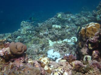 Coral bleaching was generally low and mostly occurring on the reef slopes. It was also more common on the outer-shelf such as in this photo taken from Knife Reef.
