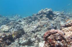 Outer shelf reefs in the Whitsunday sector bore the full force of Severe Cyclone Hamish in 2009. Stripped of coral cover they are still in the very early stages of recovery. This is a typical scene taken at Rebe Reef where the substratum consists mainly of framework covered in coralline algae.