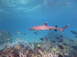 A white tip reef shark (Trienodon obesus) swims past a school of parrotfish and surgeonfish at Faith Reef.