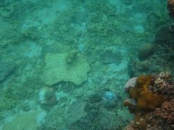 Some signs of mechanical damage to corals were seen during manta tows of Tern Reef, such as recently broken corals at the base of the reef slope on the flanks. This was probably due to the effects of Cyclone Ita that passed near this reef as a category 1 storm in April 2014, just prior to these surveys.