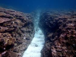 Tabulate Acropora spp. hard corals growing on the edge of a groove worn into the reef by wave action.
