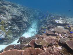 Like reefs in the Swain sector, Capricorn-Bunker reefs are showing clear signs of recovery from a number of disturbances in recent year. This is seen in this photograph taken on the flank of Broomfield Reef. Surveys in 2009 found that coral cover on this reef had decreased due to storm damage. Surveys since 2011 show clear signs of recovery with coral cover reaching a high 40-50% level in 2015. Coral cover is now at the highest levels recorded historically for this reef.