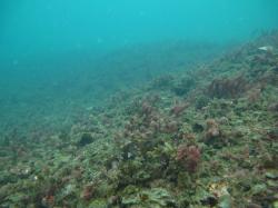 For the inshore reefs that were less exposed to Yasi than either mid- or outer-shelf reefs the story is even more complicated. This photo was taken on the flank of Havannah Island Reef that suffered from an extensive coral bleaching event in 1998. As result of bleaching the benthic community underwent a phase shift from being dominated by hard coral to being dominated by macro-algae. The benthic community remains dominated by macro-algae (i.e. has not recovered) some fifteen years after the initial disturba
