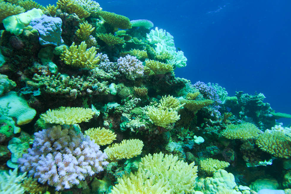 Western Australian reefs feel the heat from global bleaching event