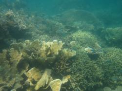 There has been a general recovery in sector wide coral cover to moderate levels since reefs in this sector in were last surveyed in 2006. This photo shows a vibrant coral community at Pelican Island Reef.