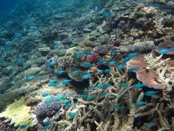 Schools of vibrant blue damselfishes (Chromis atripectoralis) swarm over lush coral cover on the reef front at Chinaman Reef.