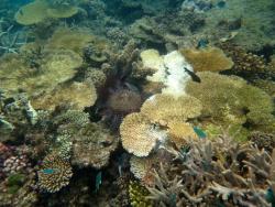 Numbers of Crown-of-thorns starfish were very high on some reefs, where they had already begun to impact levels of high coral cover.