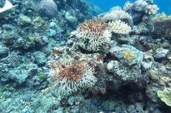 Some bleaching had caused partial mortality on Seriatopora colonies on Davies Reef. Here cyanobacteria tufts grow on the recently dead coral, like hair in the middle of the coral colony.