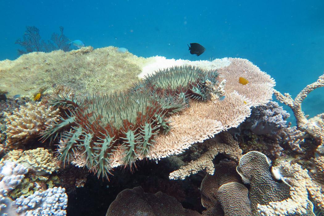 Crown–of-thorns starfish (<em>Acanthaster planci</em>) gathered and feeding on coral on the Great Barrier Reef (GBR). The starfish are major contributors to coral loss on the GBR. Image: AIMS