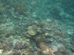 Reefs in the Swain sector are also showing clear signs of recovery after coral cover was decimated on reefs by Cyclone Hamish in 2009. This photo taken on Wade Reef in the Swain sector shows how the momentum of recovery is gaining pace as tabulate Acropora spp. hard corals gain a foothold.