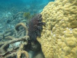 Even the Porites sp. hard corals were being eaten by crown-of-thorns starfish (COTS). This is not a preferred food source and they prefer Acropora spp. corals to all other forms and a sure sign food is getting scarce.