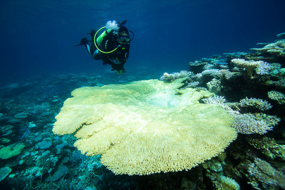 A large table coral is severely bleached at Scott Reef. Research divers are assessing the extent and severity of the bleaching by conducting surveys at several sites across the reef. (Credit Nick Thake)