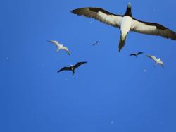 Birds fly overhead during manta towing. Here terns, frigates and boobies can be seen spying on the boat and its occupants as it drives around the reef edge.