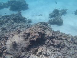 A recent crown-of-thorns (COTS) outbreak has left a trail of old dead corals on the back of Fairfax Reef. Even though the outbreak has run its course and most of the perpetrators have left the scene the reef will take some years to recover.