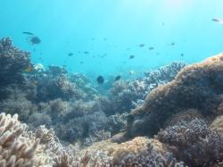 A soft coral dominated inshore reef community at Border Island. Good visibility enabled manta tow surveys of inshore reefs in the Whitsunday Islands for the first time since 2004.