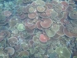 Coral recovery at Rib Reef. An aerial view of the Acropora table corals shows many overlapping tiers and very little free space.