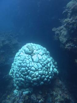 A bleached Goniopora sp. down the reef slope at Hastings Reef. Bleaching was widespread in both the Cairns and Townsville sectors, affecting individual colonies of a range of coral genera.