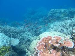 Things weren’t all bad! Here a school of paddle-tail snapper mill over a thicket of branching Acropora spp. on the southern flank of Creech Reef in the Princess Charlotte Bay sector.