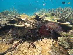Despite the recovery of hard coral cover on reefs in the Innisfail sector, the next round of disturbances to threaten reef health has already started to emerge on these reefs. An outbreak of Crown-of-thorns starfish began on the reefs between Cairns and Lizard Island a few years ago and has now began to move southward, as evidenced by the appearance of these spiny pentamerous fiends in very high numbers on a number of reefs in the Innisfail sector.