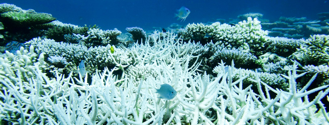 Coral bleaching events | AIMS