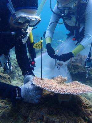 Divers collecting corals