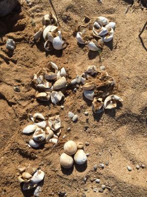 empty turtle egg shells on sand