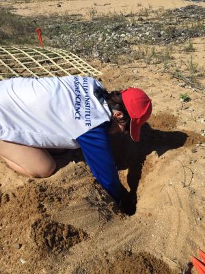 person digging into a turtle nest on beach