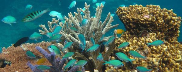 fish and coral
