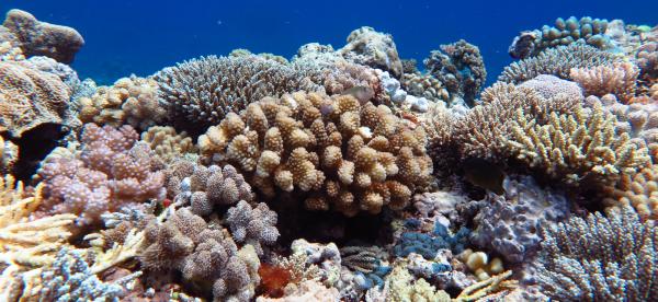 a section of reef with many different shaped corals