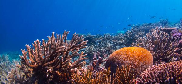 reef