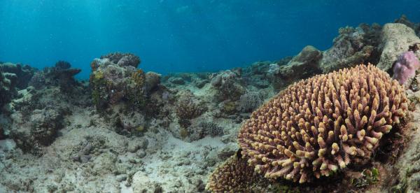 a coral colony sits in front of a more barren reef