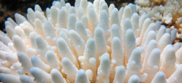 a close up of a white, bleached branching coral