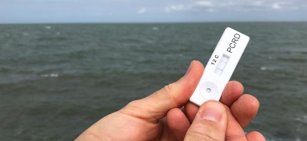a closeup of a hand holding a plastic test with two lines