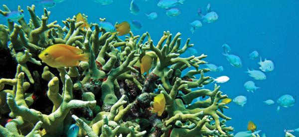 coral reef with fish
