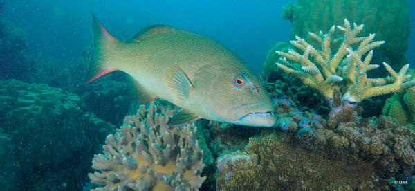 coral trout on a coral reef
