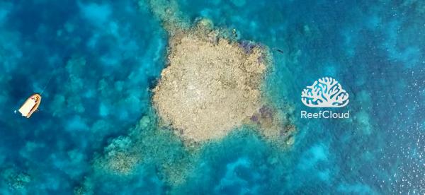 reef cloud logo on reef