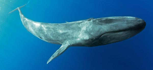 large pygmy blue whale underwater
