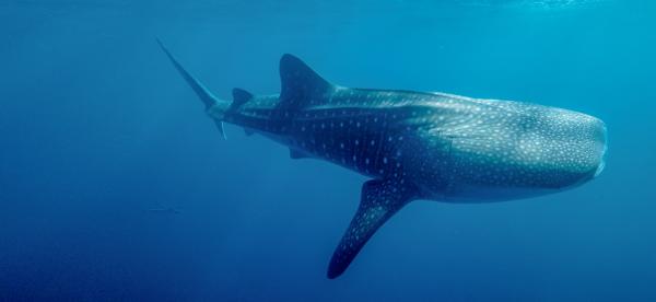 whale shark
