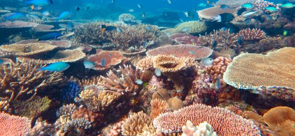 a reef covered in different corals, mainly branching and table corals