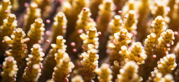 a closeup of the tipcs of many coral polyps, some with pink round balls floating up from them