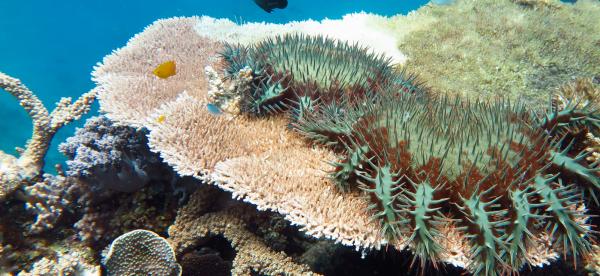 2 large crown-of-thorns starfish sit on a big round flat coral