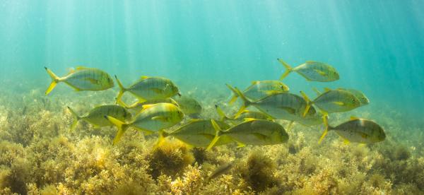 Fish swim over a bed of marine plants