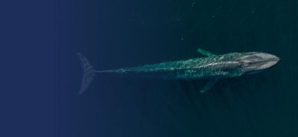 A view of a large pygmy blue whale just under the surface of the ocean