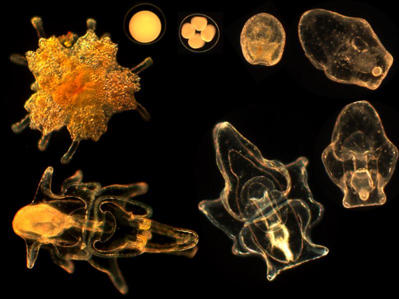 stage of COTS lifecycle under microscope