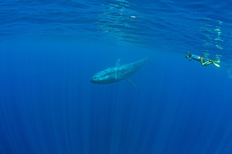 Pygmy blue whale